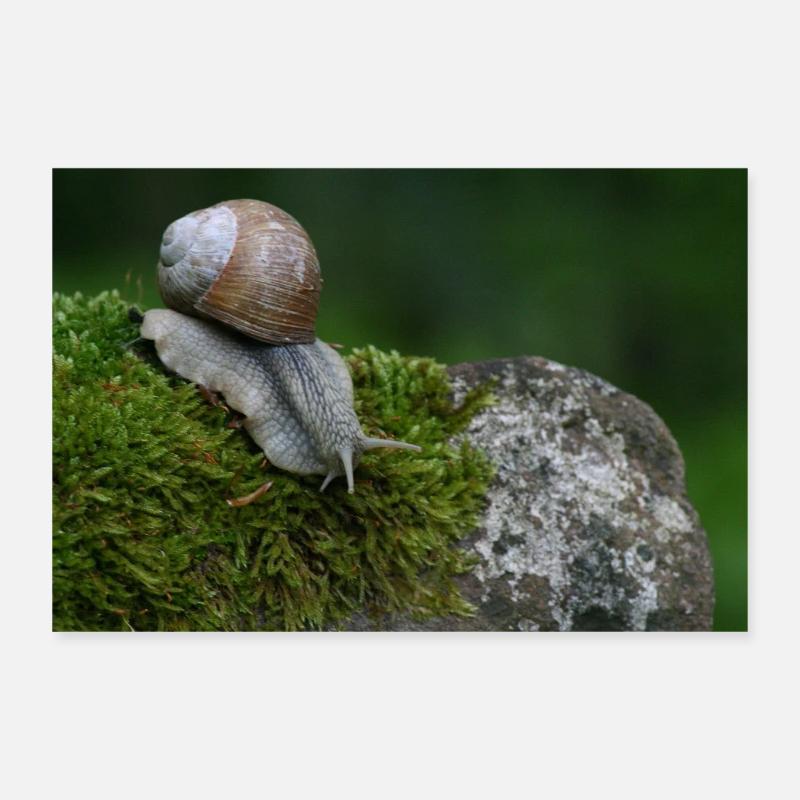 Schnecke auf Moosfels Poster 30x20 cm