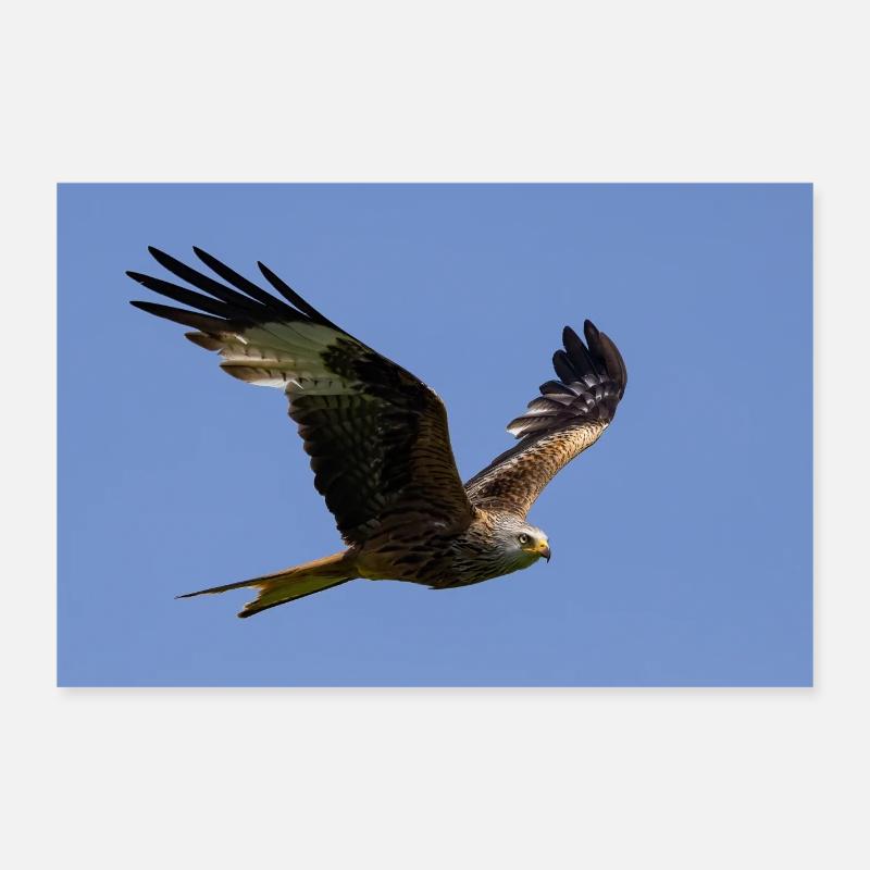 Red kite in flight Poster 12" x 8" (30x20 cm)