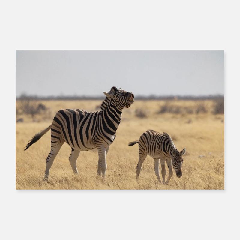 Zebras Poster 12" x 8" (30x20 cm)