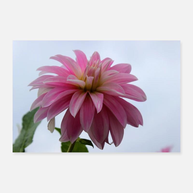 Dahlia rose rose fleur, fleur Poster 30 x 20 cm