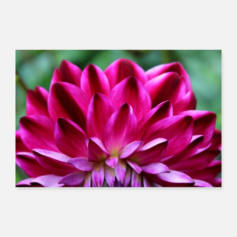 Dahlia Fleur Rouge, Fleur Poster 30 x 20 cm