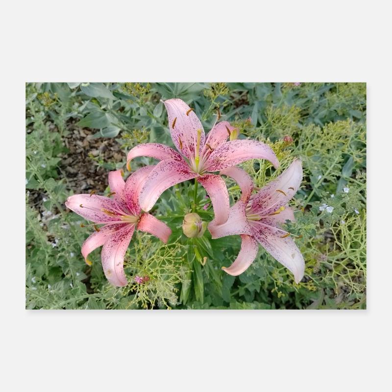 Pink Lily Blossom Poster 12" x 8" (30x20 cm)