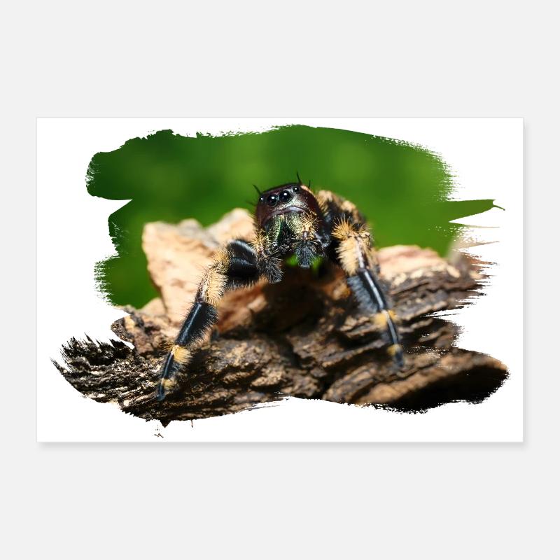 phidippus otiosus jumping spider, spring spinne Poster 30x20 cm