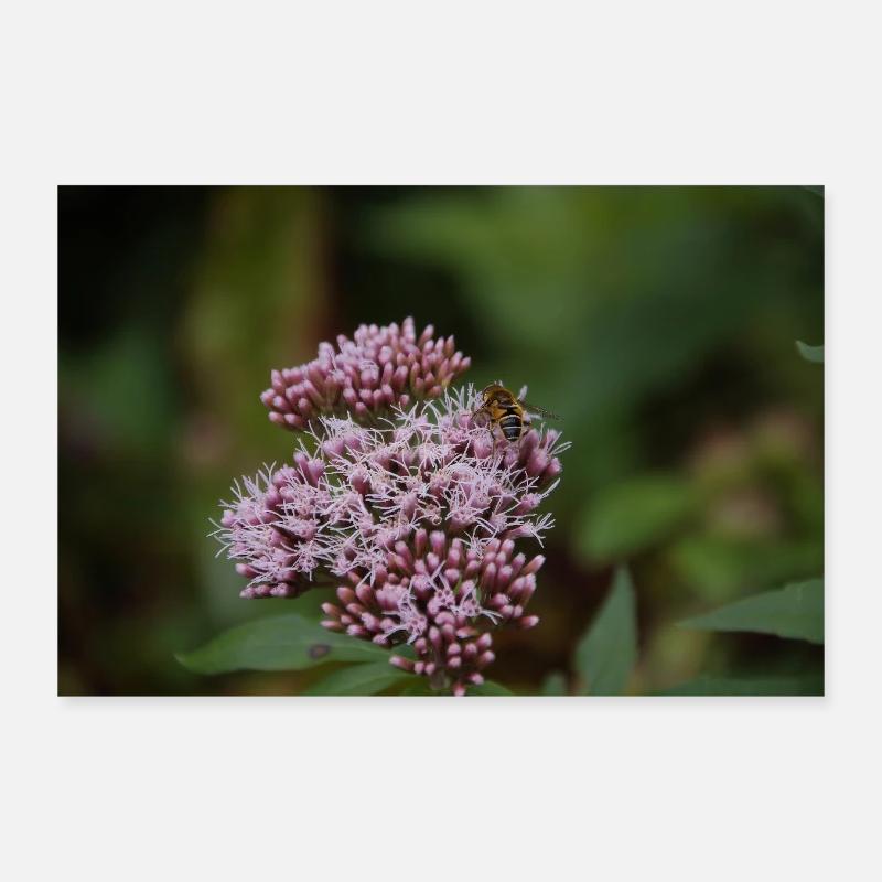 Wedge-spotted hoverfly on ordinary waterweed Poster 12" x 8" (30x20 cm)