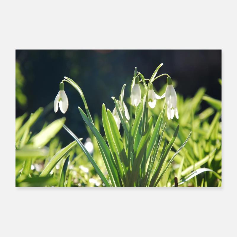 Snowdrop Spring Bloom Design Poster 12" x 8" (30x20 cm)