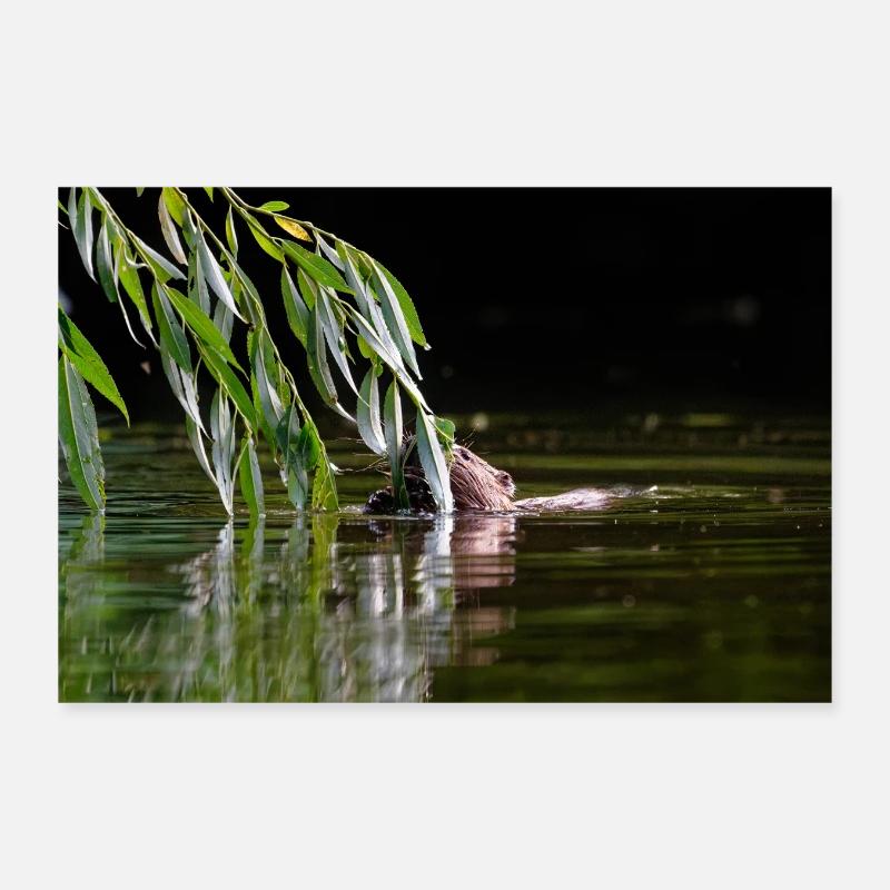 000_1106_DxO - Wild Beaver Eating Willow Leaves Poster 12" x 8" (30x20 cm)