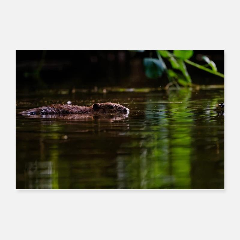 Swimming Silently Through Calm Green Water Poster 12" x 8" (30x20 cm)