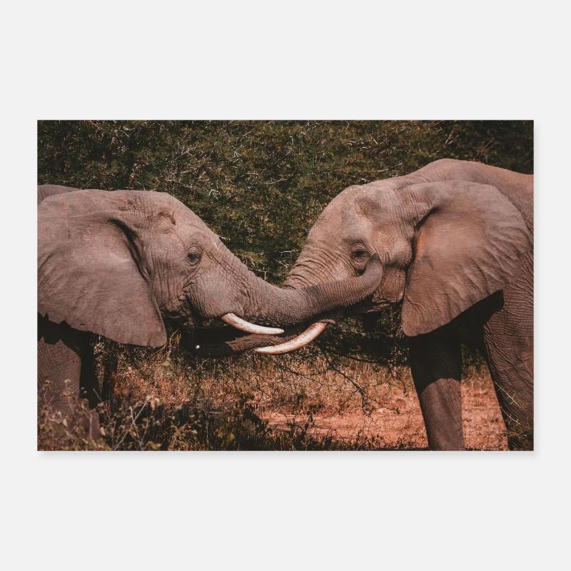 Elephants Intertwining Trunks  Poster 12" x 8" (30x20 cm)