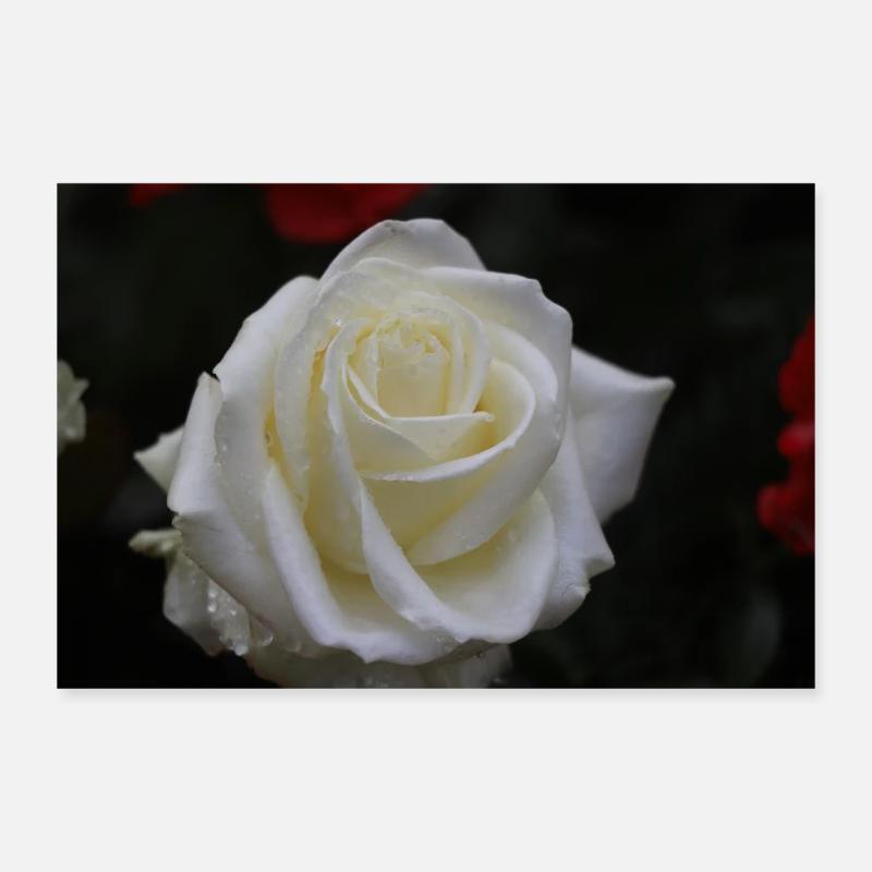weiße Rose Poster 30x20 cm