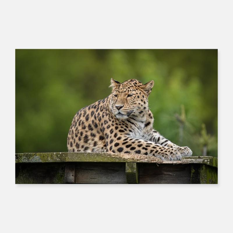 Leopard Poster 30x20 cm