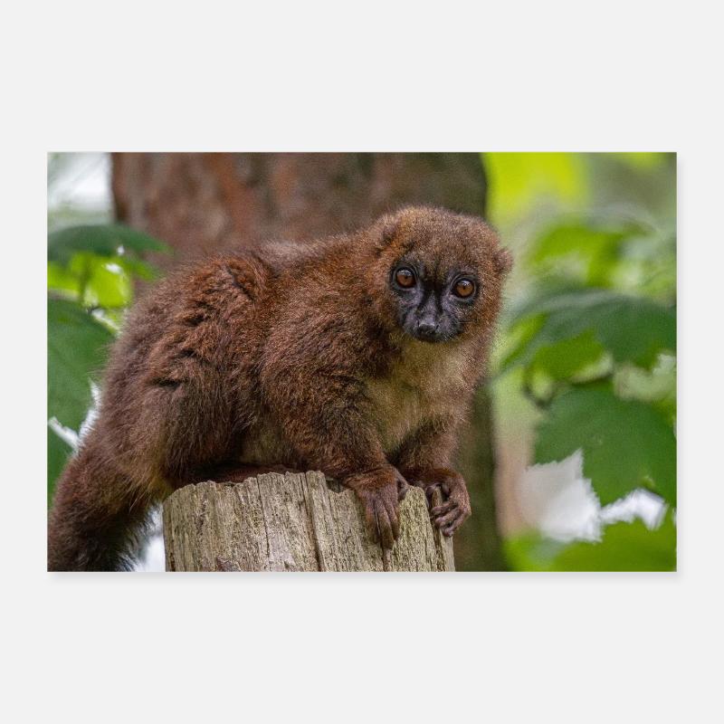 Red Titi Monkey Poster 12" x 8" (30x20 cm)