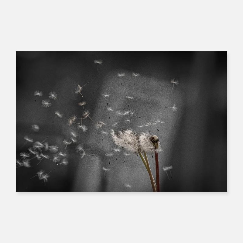 Löwenzahn, der im Wind weht Poster 30x20 cm