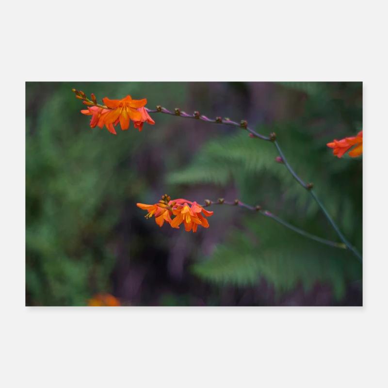 Orange Bloom on Arching Stem Poster 12" x 8" (30x20 cm)