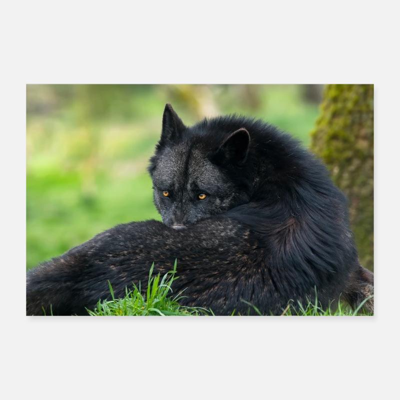 Black wolf at rest Poster 12" x 8" (30x20 cm)