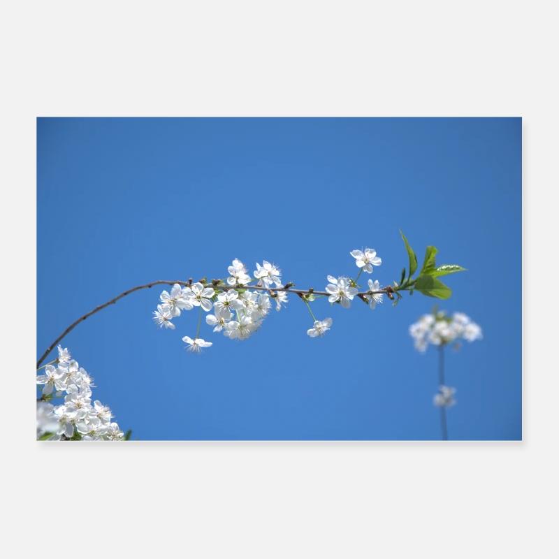 Cerisiers Poster 30 x 20 cm