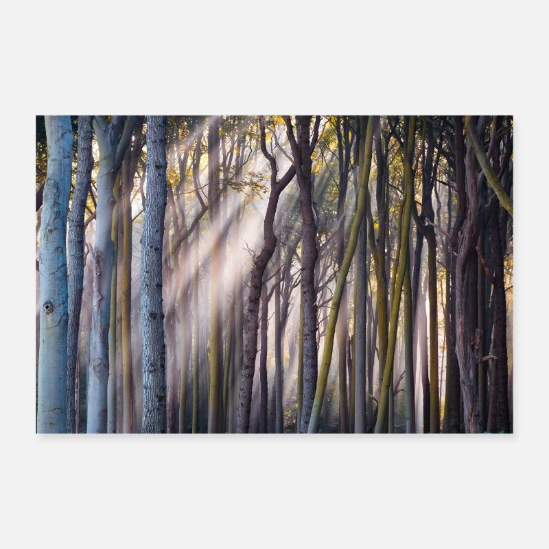 Rayons de lumière dans la forêt - Poster 30 x 20 cm - blanc