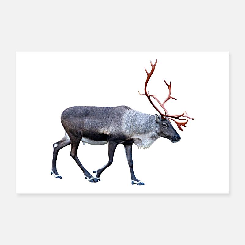 renne Poster 30 x 20 cm