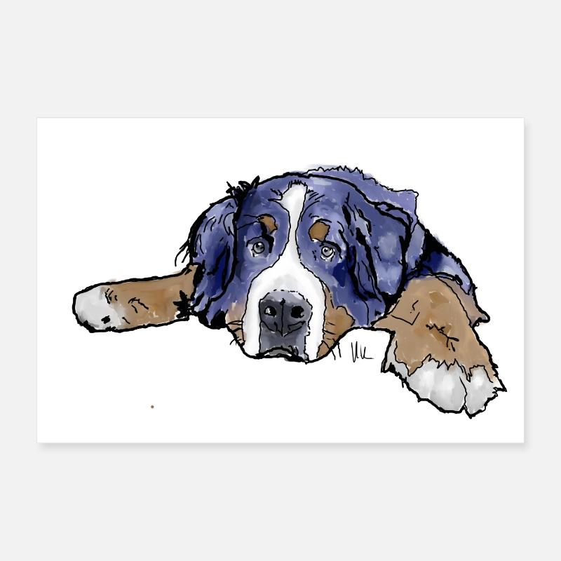 Berner Sennenhund - Poster 30x20 cm - Weiß