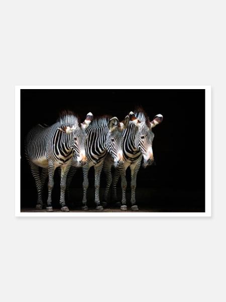 drei Zebras - Poster 30x20 cm - Weiß