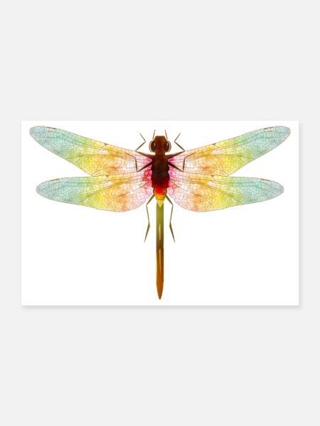 Schillernde Libelle – Filigranes Insektenmotiv - Poster 30x20 cm - Weiß - Vorne
