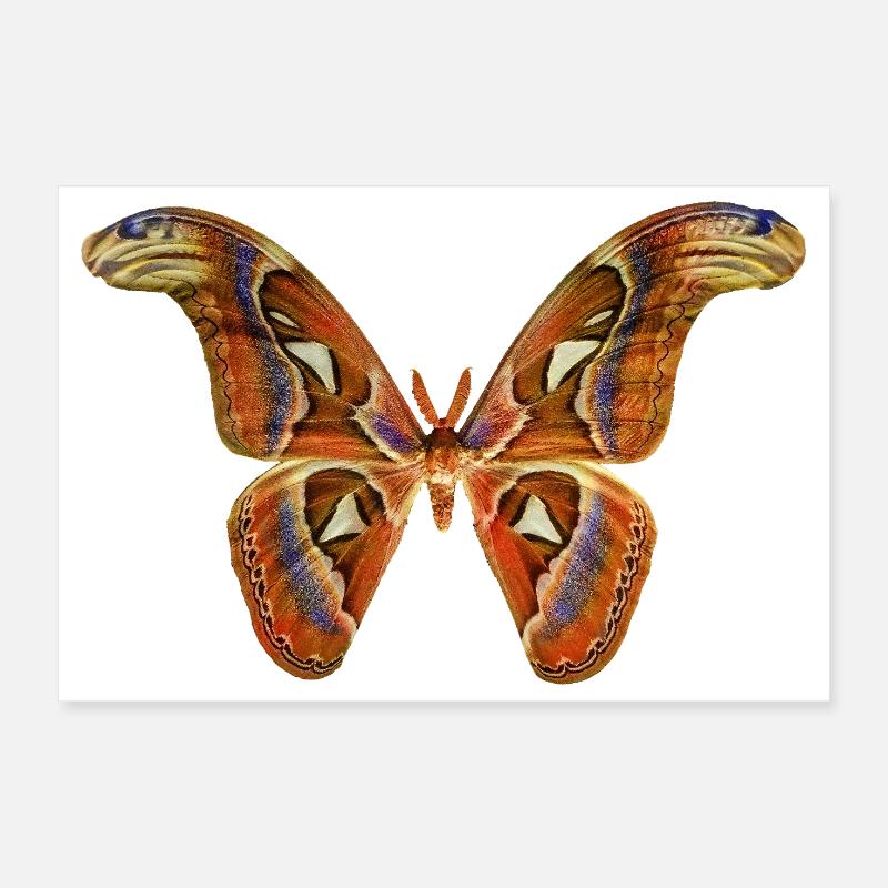 Papillon Poster 30 x 20 cm