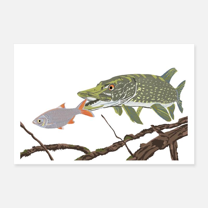 A pike chases a rudd Poster 12" x 8" (30x20 cm)