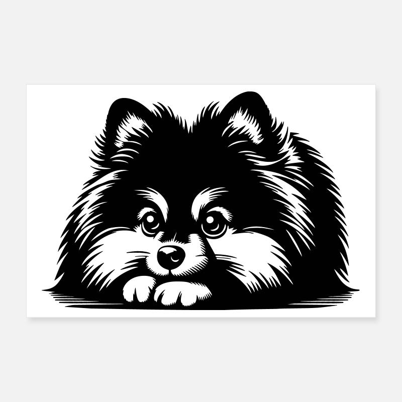 Zwergspitz Kopf mit Pfoten Poster 30x20 cm