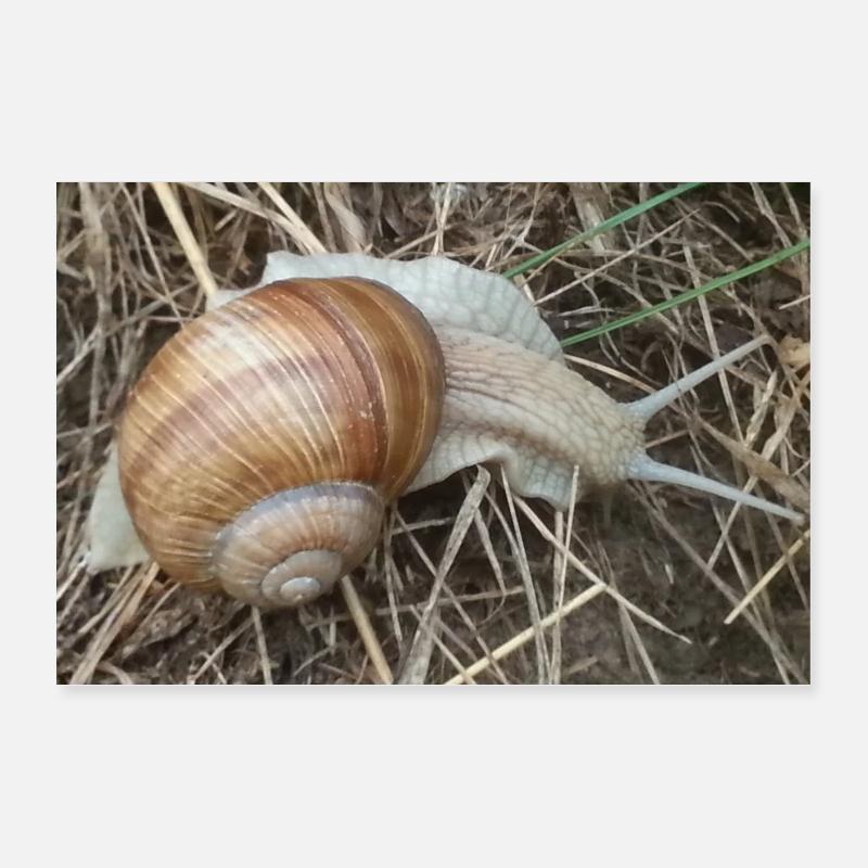 escargot Poster 30 x 20 cm