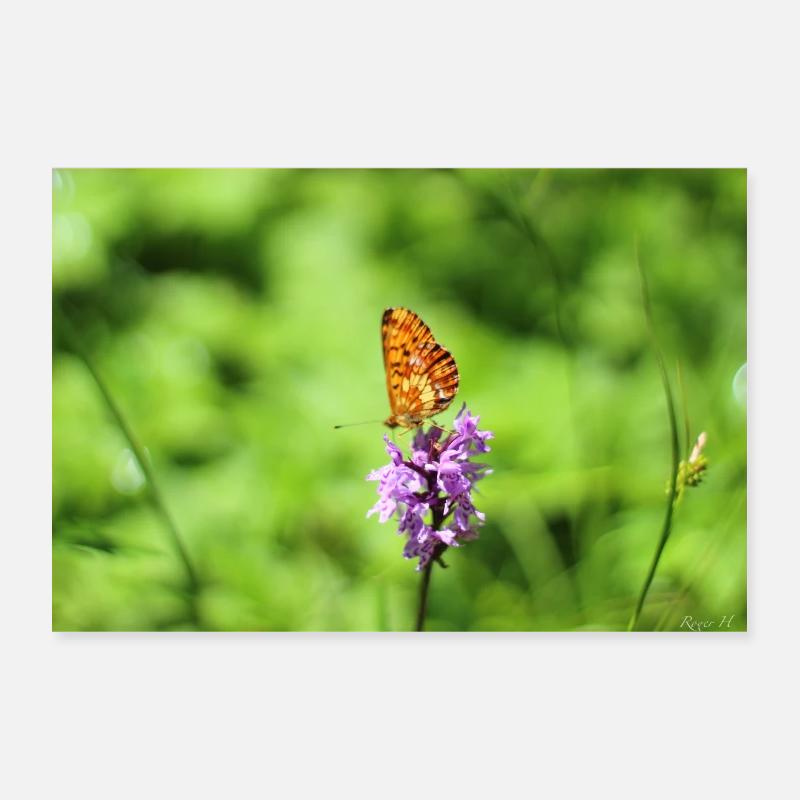 Butterfly Poster 12" x 8" (30x20 cm)