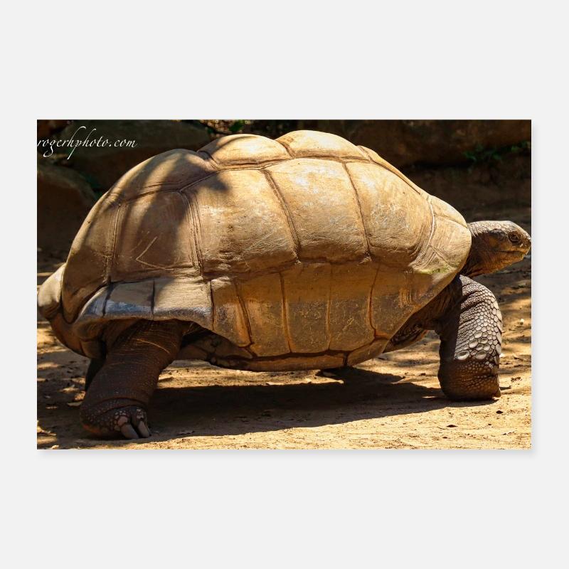 Galapagos Giant Turtle Poster 12" x 8" (30x20 cm)