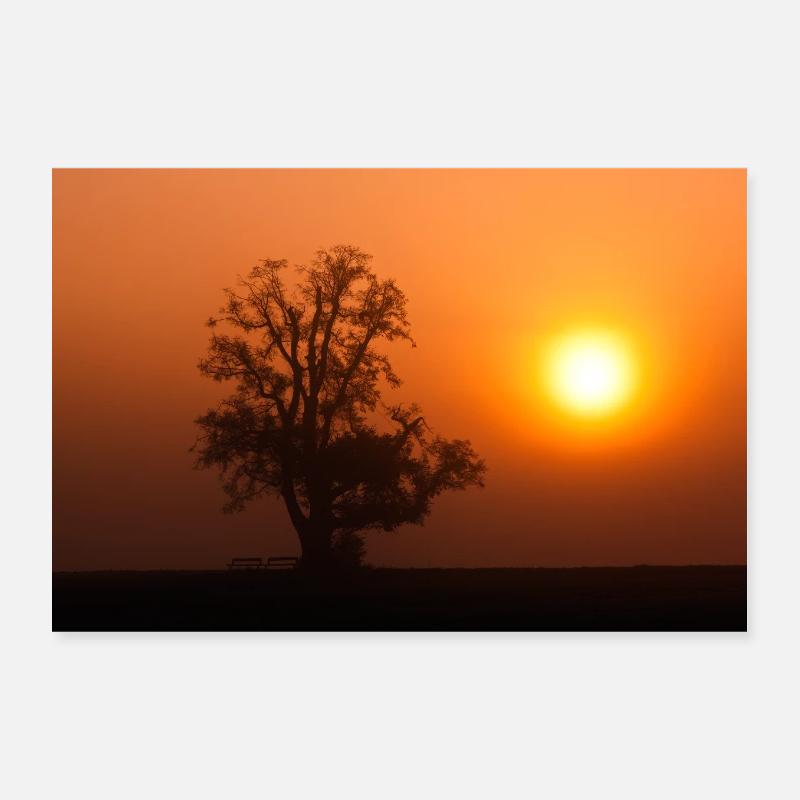 Baumriese Sonnenaufgang - Poster 30x20 cm - Weiß