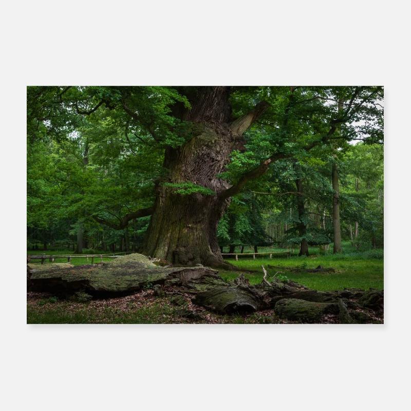 Trunk Poster 12" x 8" (30x20 cm)