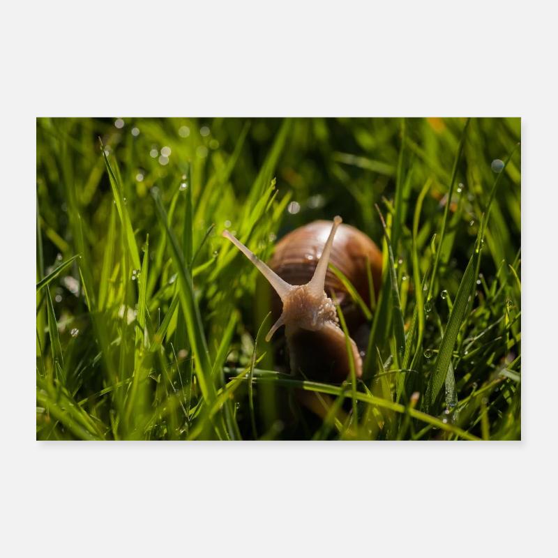 Snail in the grass Poster 12" x 8" (30x20 cm)