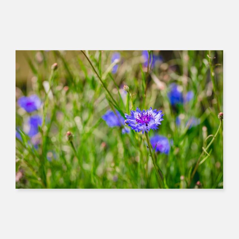 Prairie d’été avec bleuets Poster 30 x 20 cm