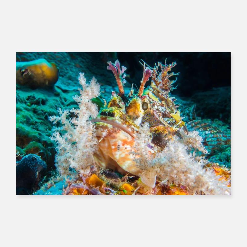 Poisson-scorpion Poster 30 x 20 cm
