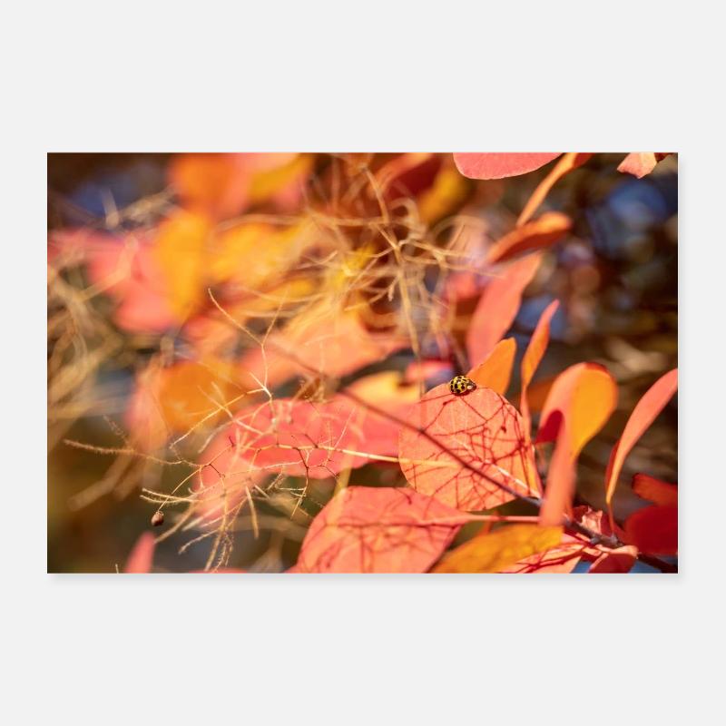 Marienenkäfer gut getarnt - Poster 30x20 cm - Weiß