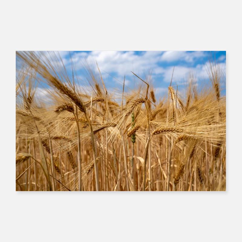 Wheatfield Poster 30 x 20 cm