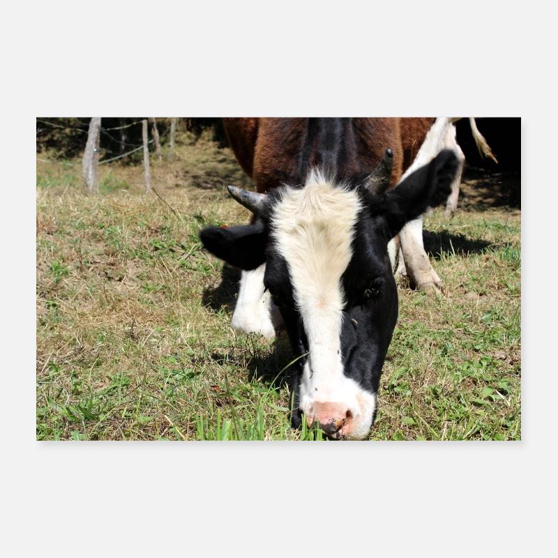 Affiche de vache Poster 30 x 20 cm