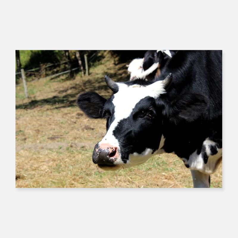 Affiche de vache Poster 30 x 20 cm