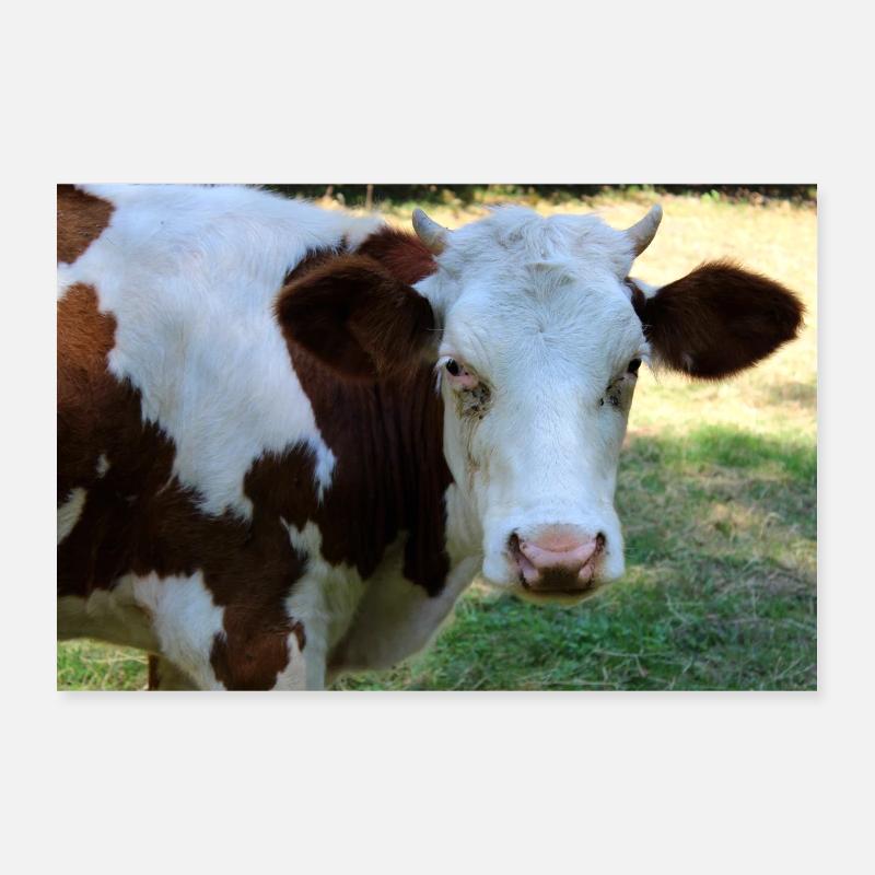 Affiche de vache Poster 30 x 20 cm