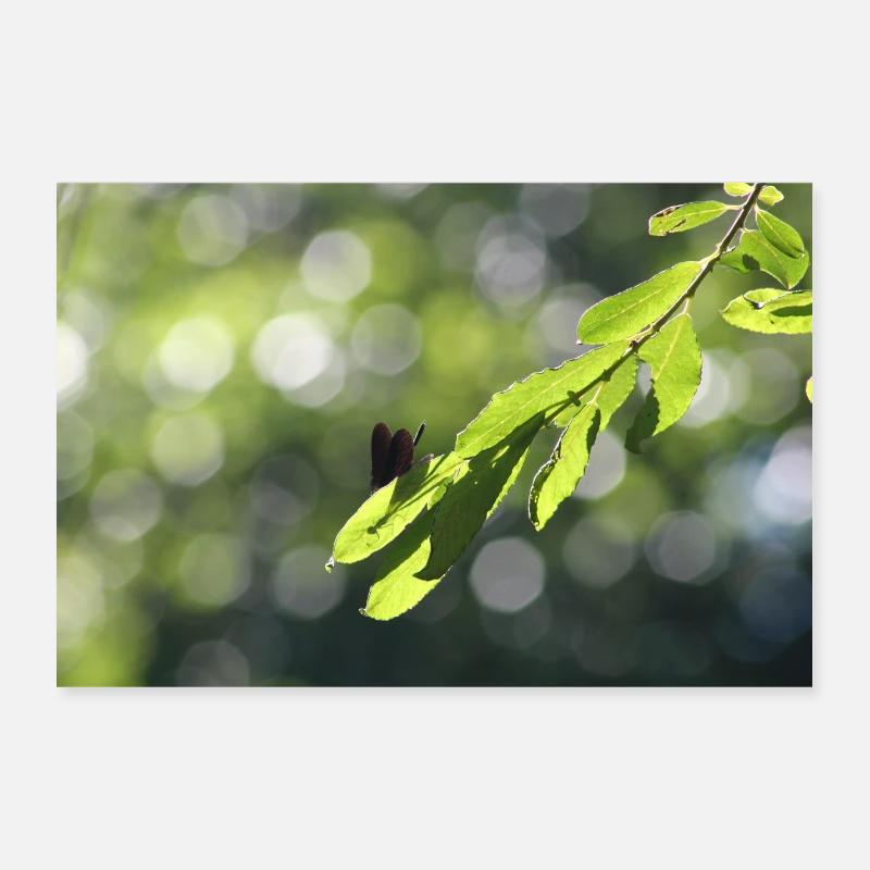 Calopteryx hinter dem Blatt Poster 30x20 cm