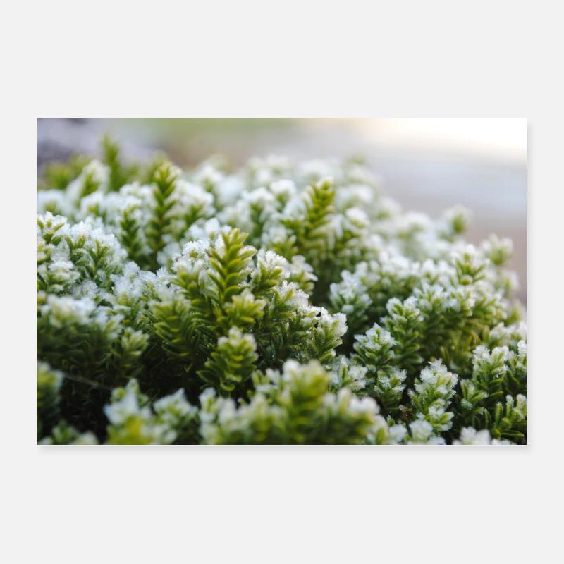 Moss nature macro shot Poster 12" x 8" (30x20 cm)