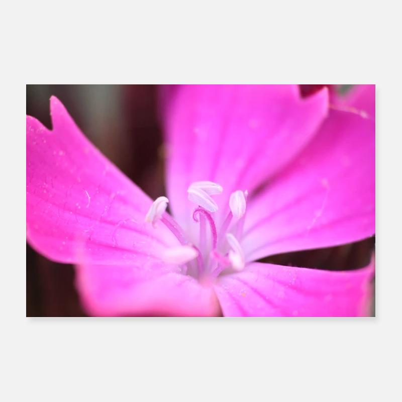Lis rose - fleur Poster 30 x 20 cm