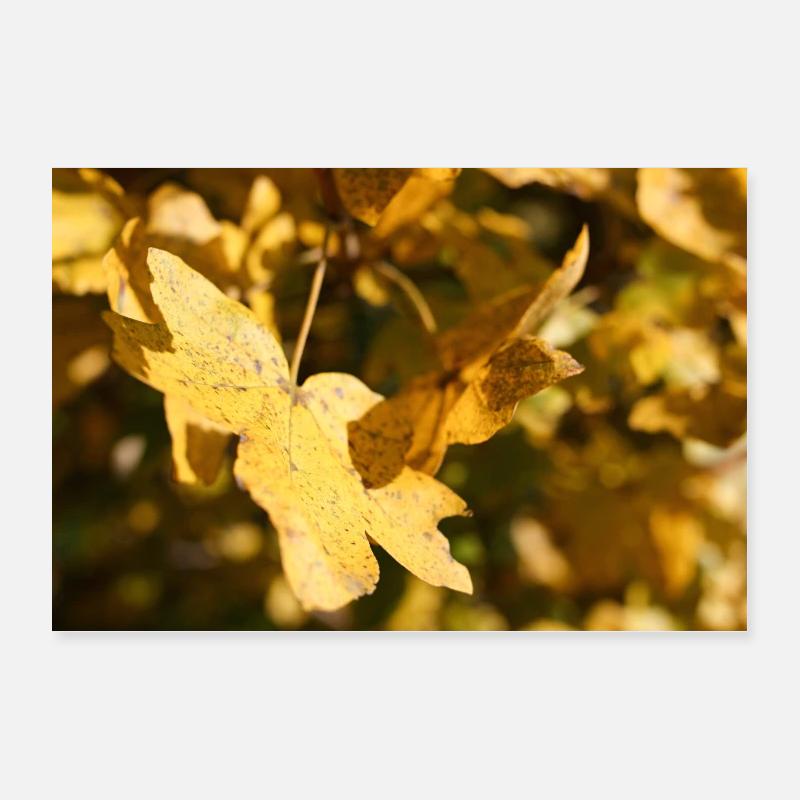 feuilles d'automne dorées Poster 30 x 20 cm