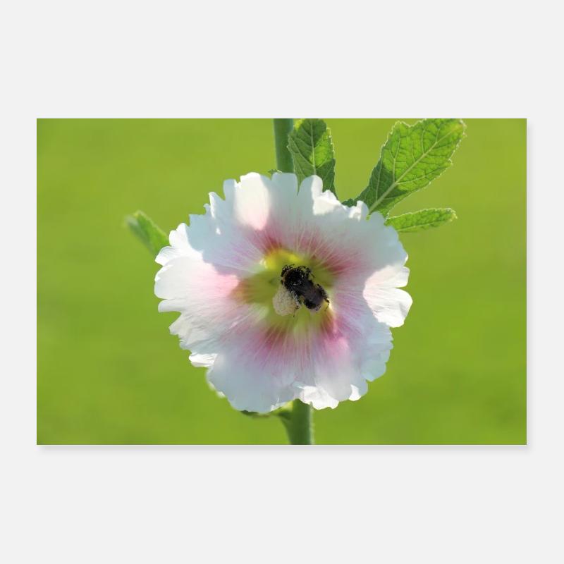Flower with bumblebee Poster 12" x 8" (30x20 cm)