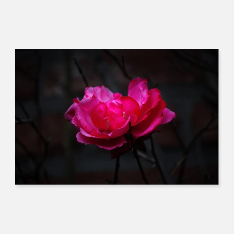 Rose - Rosa -Schwarz - Poster 30x20 cm - Weiß
