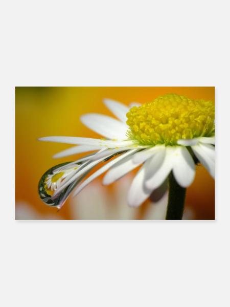 Wassertropfen - Poster 30x20 cm - Weiß