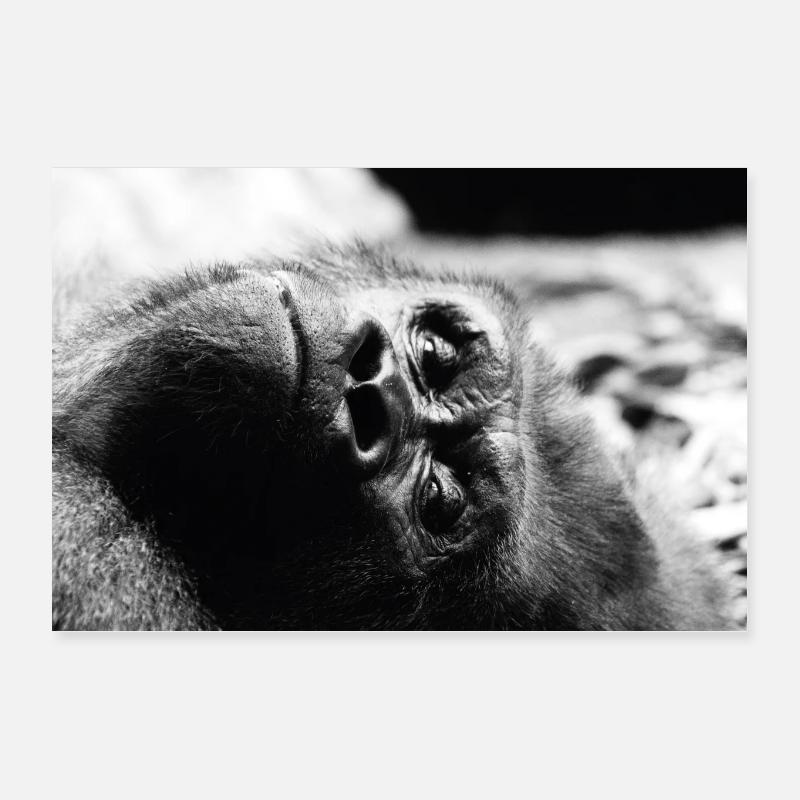 Gorilla - Poster 30x20 cm - Weiß