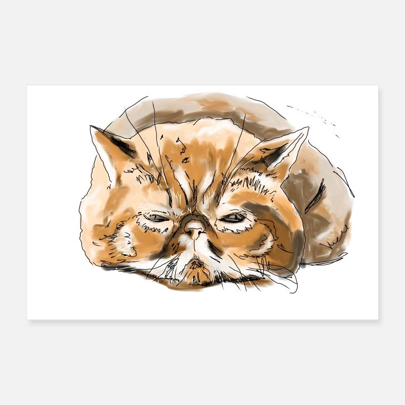 Chat persan - Poster 30 x 20 cm - blanc