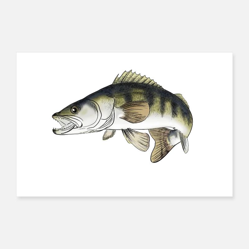 Zander Poster 30x20 cm
